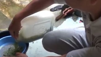 Ternyata Daun Sirsak dan Tembakau Bisa Bikin Kutu Tanaman Kabur, Cuma Modal Dapur!