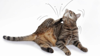 10 Cara Hilangkan Kutu Kucing tanpa Obat Mahal, Gak Modal Banyak dan Gak Ribet!