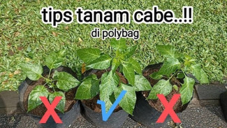 Cabai di Polybag Bisa Cepat Besar Pakai Cara Mudah Ini, Petani Wajib Coba!
