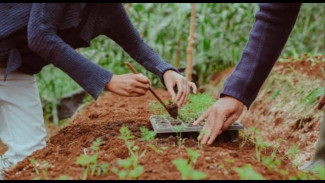 Terlanjur Pindah Tanam di Siang Hari Tapi tak Mau Tanaman Layu? Cek Solusinya di Sini!