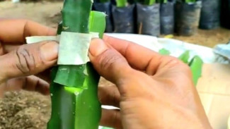 Trik Penyambungan Pohon Buah Naga! Yuk, Simak Cara Grafting yang Tepat untuk Hasil Maksimal!
