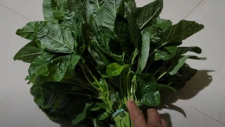 Bayam Liar di Pekarangan Bisa Dipanen Tiap Hari, Gak Disiram pun Tumbuh Subur Luar Biasa!