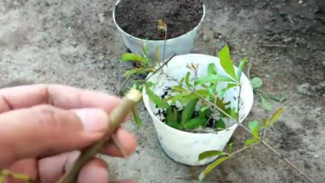 Gak Perlu Beli Lagi! Ini Cara Unik Bikin Tanaman Delima Tumbuh Cepat dari Batang Sisa