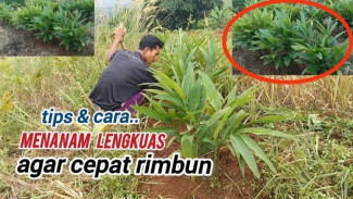 Cara Ampuh Budidaya Tanaman Lengkuas, Panen Melimpah Dalam Waktu Singkat!