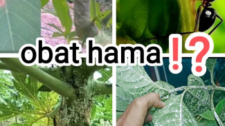 Cara Mudah Basmi Ulat Daun dan Kutu Putih Pakai Insektisida, Tanpa Ribet Langsung Manjur