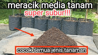 Langkah Tepat Menyiapkan Media Tanam dalam Polybag, Bikin Tanaman Tumbuh Sehat dan Subur
