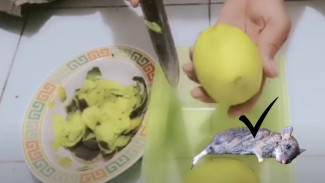 Bau Buah Ini Bisa Usir Tikus Seketika, Dapur Langsung Bebas dari Suara Gerudukan Malam Hari!