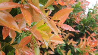 Musim Hujan Bikin Tanaman Lemas? Ini 10 Tips Rawat Tanaman Hias Biar Nggak Layu, Busuk, dan Jamuran!