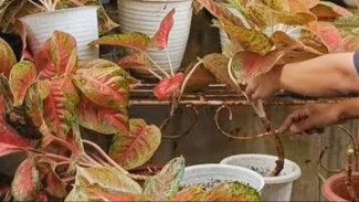 Jangan Panik! Potong Batang Aglonema yang Kepanjangan, Biar Tumbuh Subur dan Ngerumpun Lagi!