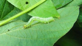 Hama Daun Bikin Emosi? Coba Ramuan Sakti dari Kulit Bawang Merah Ini, Dijamin Ulat Kabur!