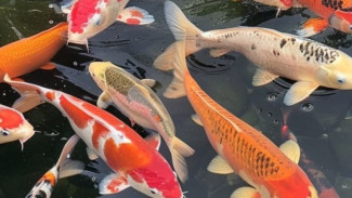 Cara Terbaru Hilangkan Bau Amis di Kolam Ikan Koi, Bakteri Nitrobacter Solusinya!