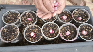 Cara Mudah untuk Pemula Menanam Bawang Merah di Gelas Plastik, Tips untuk Tumbuh dan Panen Berlimpah dengan Cepat