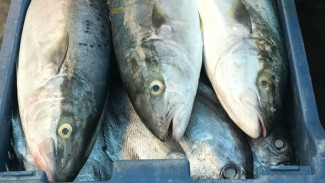 Tips Membersihkan Ikan Tongkol Sebelum Dimasak, Dijamin Rasanya Enak saat Disantap!