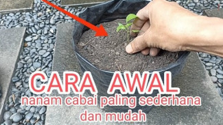 Cabai Rawit di Polybag, Siapa Sangka Bisa Panen Melimpah Tanpa Ribet