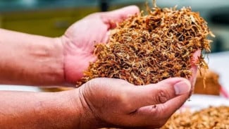 Basmi Hama dengan Tembakau! Caranya Mudah dan Murah