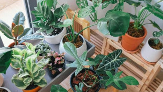 Cara Bikin Tanaman di Pot Kecil Tetap Segar di Musim Kemarau Tanpa Disiram, Gampang Banget!