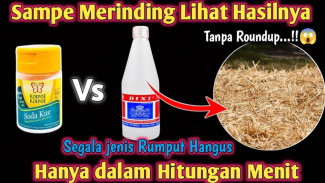 Bye Bye Roundup! Tiga Bahan Dapur Ini Bikin Rumput Hangus. Tanah Jadi Subur