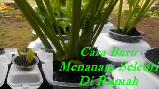 Bonggol Seledri dari Dapur Disulap Jadi Tanaman Segar, Cuma Modal Arang Sekam dan Sterofoam!