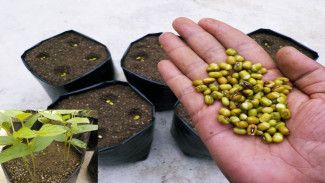 Nggak Perlu Tanah Bagus! Kacang Hijau Bisa Tumbuh Hebat Cuma Pakai Pasir Bangunan di Polibag
