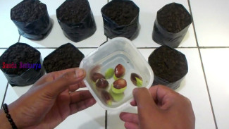 Cara Tanam Petai dari Biji agar Cepat Tumbuh, Gampang Banget Nggak Perlu Lahan Luas dan Mahal