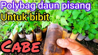 Ramah Lingkungan! Bikin Polybag dari Daun Pisang Sangat Mudah, Begini Caranya