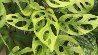 Cara Tepat Pruning Tanaman Hias Janda Bolong Biar Rimbun Segar Dipandang