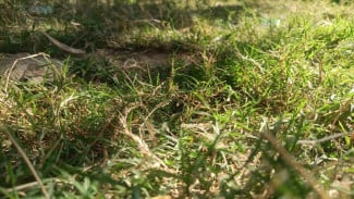 Racikan Terbaru Herbisida Paling Ampuh Basmi Rumput Liar dengan Simpel dan Mudah, Auto Tak Tersisa!