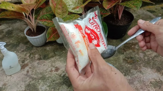 Aglonema Hampir Mati? Jangan Buang Dulu, Rahasia Micin Ini Bikin Hidup Lagi & Beranak Pinak!