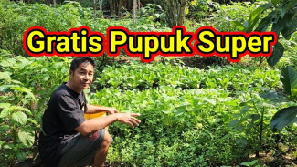 Awas! Rumput Liar Muncul Cepat Usai Hujan, Ini Trik Jitu agar Tanaman Tetap Subur Total!