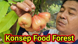 Tanam Jambu sampai Mimba dalam Satu Lahan, Konsep Gila Food Forest Ini Bikin Kebun Auto Subur