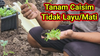Rahasia Bikin Pakcoy Subur Meski Terik Menyengat, Modal Kardus Bekas dan Sedikit Kreativitas!