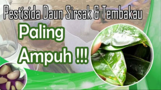 Cara Ampuh Membasmi Hama Belalang dengan Daun Sirsak, Mudah dan Murah!