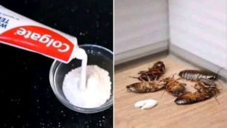 Modal Receh, Dapur Cling! Bebas Kuman dan Serangga