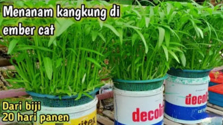 Panen Kangkung Hidroponik Cuma 20 Hari, Begini Cara Bikin Kebun Mini di Ember Bekas!