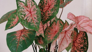 Anti Gagal! Rahasia Tanaman Hias Keladi Rimbun dan Lebat, Auto Cantik Mempesona!