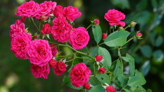 Anti Gagal! Bikin Tanaman Hias Mawar Berbunga Jumbo dan Lebat: Ini Rahasia Perawatan dan Pemupukannya!