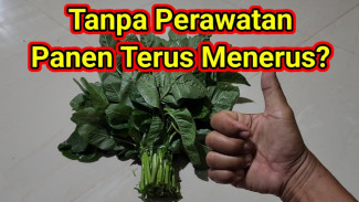 Hama Kutu Putih Bandel di Daun Cabai Langsung Tewas Kena Ramuan dari Bawang Merah, Cuma Modal Recehan