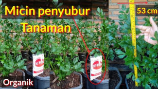 Tanaman Subur Luar Biasa dengan Micin, Simak Cara Mudahnya!
