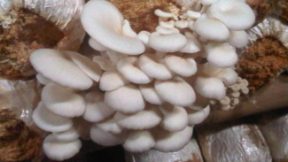 Ternyata Sangat Mudah, Ini Cara Membuat Jamur Janggel Jagung di Rumah