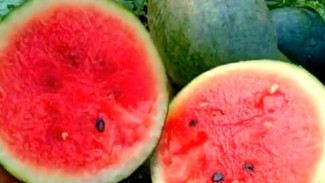 Catat! Jangan Asal, Ini Ciri-ciri Buah Semangka Matang Siap Panen dan Disantap