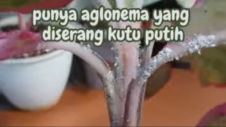 Aglonema Diserang Kutu Putih Bikin Panik? Auto Minggat Cuma Pakai Ini