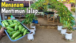 Mentimun Lalap di Pot yang Praktis, Panen Melimpah Cuma Butuh 35 Hari!