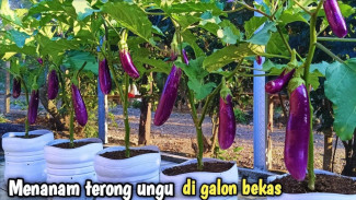 Galon Bekas Jadi Kebun Terong Ungu Menggiurkan dalam 40 Hari, Begini Caranya!