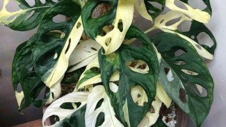 Bikin Tanaman Hias Janda Bolong Variegata, Gampang Banget! Dijamin Keren!