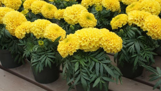 7 Langkah Bikin Tanaman Hias Marigold Subur Anti Hama, Dijamin Mekar Cantik Jelita!