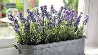Cara Memindahkan Tanaman Lavender yang Dibeli Online ke Media Tanam Baru