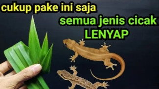 Cicak Ogah Datang Lagi! Trik Rahasia Bikin Rumah Bebas Cicak Pakai Bahan Dapur