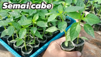 Semai Bibit Cabai Rawit Anti Gagal, Pakai Polybag Siap Panen dalam 32 Hari