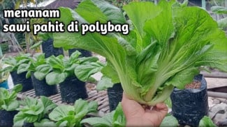 Ingin Menanam Sawi di Rumah Pakai Polybag? Simak Rahasia Panen Sayuran Ini!