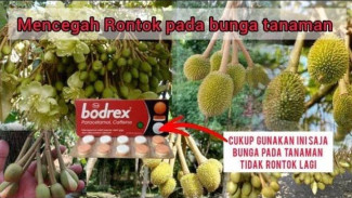 Buat Pupuk dari Bodrex! Tanaman Apapun Berbuah Lebat dengan Sekali Siram, Simak Caranya di Sini